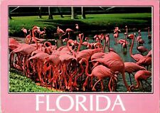 Florida Postcard: Flamingos Feeding picture