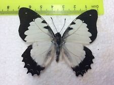 MB 09 A+/A   Papilio Graphium endochuss Papilio picture
