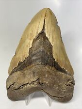 Megalodon Shark Tooth 6.15” Massive - Natural Fossil - Authentic 14670 picture