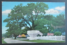 Sturdy Oak Tree East Beach Biloxi MS Posted Linen Postcard picture