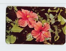 Postcard The delicately tinted hibiscus, as grown in the Virgin Islands picture