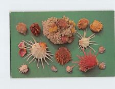 Postcard Shells of Florida and the Gulf of Mexico picture