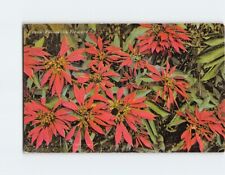Postcard Poinsettia Flowers picture