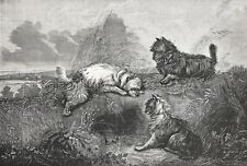 Dog Cairn Terriers & West Highland Terrier Hunting, Large 1870s Antique Print picture
