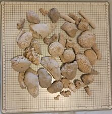Florida Fossil Coral (Lime Rock) Lot FS27 picture