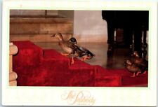 The Peabody Ducks March Down The Red Carpet - The Peabody Orlando, Florida picture