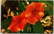 Postcard - Hibiscus Blossoms, Hawaii, USA picture
