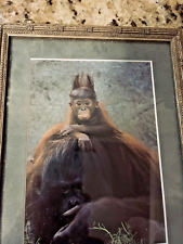 Framed Photo Orangutan Mother & Baby w Funny Face & Hair Sticking Straight Up picture