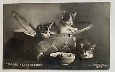 Vintage 1905 RPPC Postcard Cats Kittens 