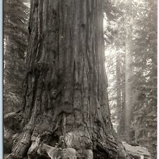c1910s General Lee Tree RPPC Grant Grove Park Real Photo Redwood Postcard A97 picture