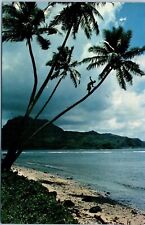 A Native up a Coconut Tree, American Samoa, South Pacific Postcard picture