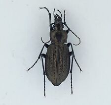 Carabus granulatus Carabidae beetle from West Siberia picture