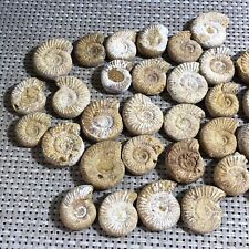 31pcs Rare natural rough white conch fossils and ammonite 388g d158 picture