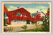 Bradenton FL-Florida, Flame Vine In Full Bloom Vintage Souvenir Postcard picture