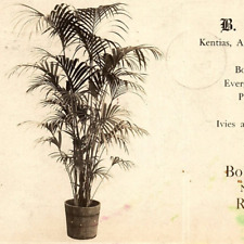 c.1907 B&A Specialties Bobbink & Atkins Florists Kentia Palm Rutherford NJ RPPC picture
