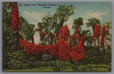 Postcard FL The Flame Vine Bignonia Venusta Florida Posted 1948 D1 picture