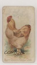 1907 Philadelphia Caramel Zoo Chickens E31 Buff Cochin China Cock z6d picture