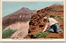 GLACIER NATIONAL PARK POSTCARD Picking Wild Flowers, Dry Fork Pass picture