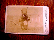 Antique CABINET Crd PHOTO of CIRCUS ELEPHANT STANDING over YOUNG LADY near Tents picture