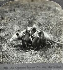An Opossum Mother Carrying Her Young Animal Series Keystone Stereoview Photo picture