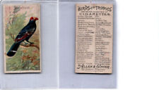 N5 Allen & Ginter, Birds of the Tropics, 1889, Violacous picture