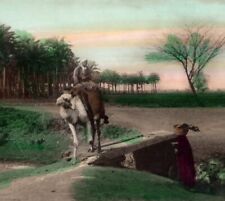 Hand Colored RPPC Camel Traversing Road Memphis Cairo Postcard Trust No 270/16 picture