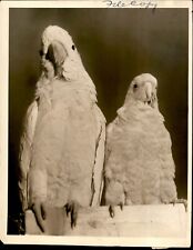 GA167 Original Underwood Photo FUNNY FACES AT PET SHOW Beautiful Parrots Birds picture