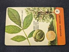 1962 Ed-U-Cards Tree Spotter Game Card  # 9 Shag Bark Hickory (NM) picture