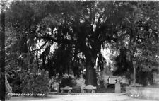 St, Martinsville Louisiana Evangeline Oak 1940s RPPC Photo Postcard 21-12762 picture