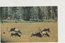 Vintage Postcard Wyoming Elk Heard picture
