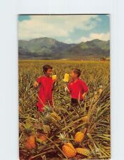 Postcard Field Ripe Pineapples Hawaii USA picture