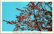 Postcard - The Famous Kapok Tree Blossoms, Clearwater, Florida picture
