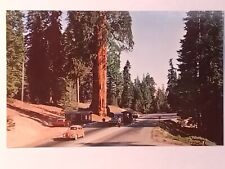 Kings Canyon National Park California Volkswagen Beetle Sequoia Guard Postcard picture