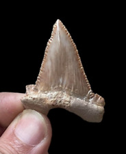 a great Apex Predator: Genuine Paleocarcharodon Fossil Tooth from Morocco picture