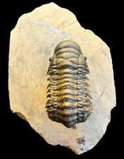 Rare Flying Trilobite Fossil from Morocco: A Piece of Natural History picture