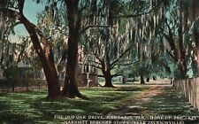 ?Vintage Postcard 1910's View of The Old Oak Drive Mandarin Florida FL picture