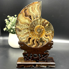 300+G Natural ammonite fossil conch Crystal Quartz specimen healing Reiki 1PC picture