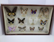 Antique Taxidermy Butterfly Case Wards Natural Science Armandia Lidderdalii Rare picture
