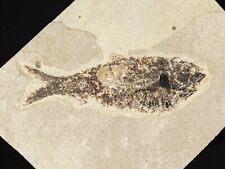 Visible SCALES 50 Million Year Old Knightia FISH Fossil w/ Stand Wyoming 648gr picture