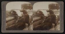 Photo:Belgian sharpshooters in the trenches firing from a drain-pipe picture