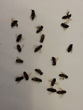 20 REAL Honeybees - FRESH ITALIAN HONEY BEES Fresh Dead SPECIMEN INSECT picture
