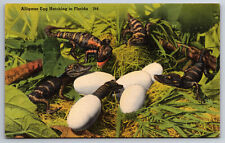 Vintage Postcard FL Alligator Eggs Hatching Linen ~10159 picture