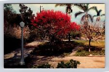 Anaheim CA- California, Spring In Anaheim City Park, Antique, Vintage Postcard picture