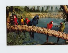 Postcard Trained parrots Busch Gardens Tampa Florida USA picture