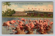 Miami FL, Flamingos & Nests At Hialeah Park, Florida Vintage Postcard picture