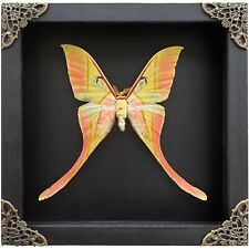 Gift For Kids Real Moon Moth Shadow Box Preserved Insect Collection Display picture