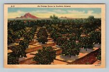 An Orange Grove, Arizona Vintage Postcard picture
