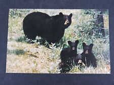 Vintage Postcard Three Black Bears Mamma and Cubs B359 picture