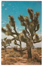 Joshua Palm Trees in bloom c1950's Southwestern United States desert picture