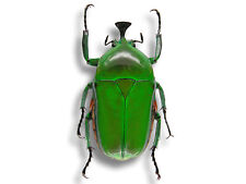 RARE Cetoniidae Trigonophorus rothschildi GREEN Form Beetle Unmounted USA picture